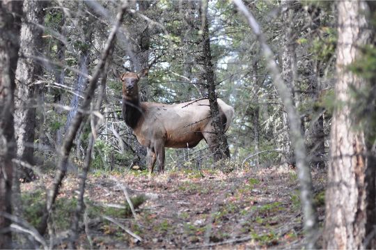Topography may influence perception of range and its consequences. Misjudging range in open country is more likely to result in a miss than getting it wrong in the timber, where shooting distances are constrained.